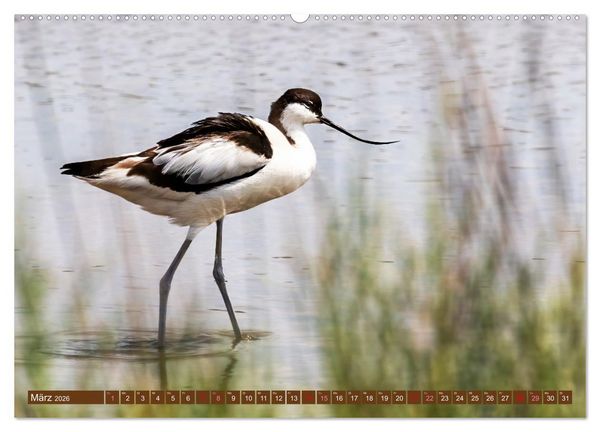 Produktbild: Die Vogelwelt der Camargue (hochwertiger Premium Wandkalender 2026 DIN A2 quer), Kunstdruck in Hochglanz