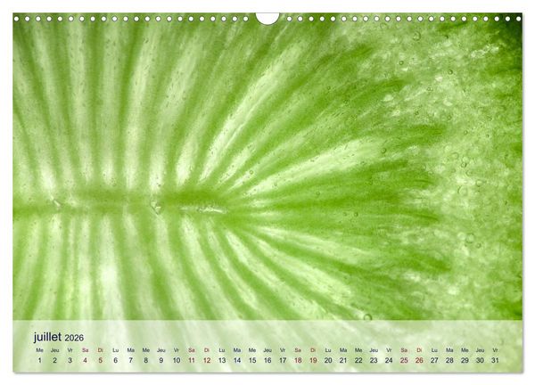 Produktbild: C&oelig;ur de fruits c&oelig;ur de l&eacute;gumes (Calendrier mural 2026 DIN A3 vertical), CALVENDO calendrier mensuel