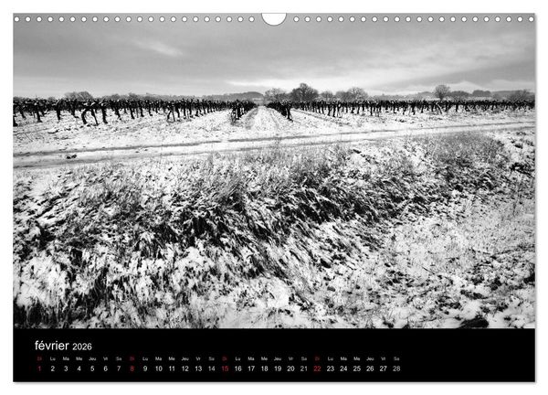 Produktbild: VIGNES DU SUD terroirs d'AOC (Calendrier mural 2026 DIN A3 vertical), CALVENDO calendrier mensuel