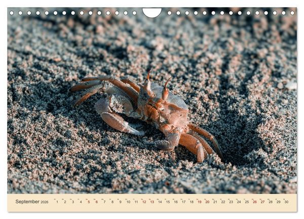 Produktbild: Musandam - Die omanische Exklave im geheimnisvollen Orient (Wandkalender 2026 DIN A4 quer), CALVENDO Monatskalender