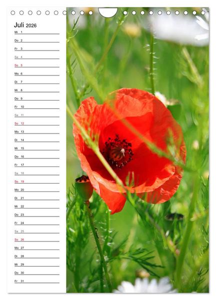 Produktbild: Mohn, zarte Bl&uuml;ten, starke Farben, der Geburtstagskalender (Wandkalender 2026 DIN A4 hoch), CALVENDO Monatskalender
