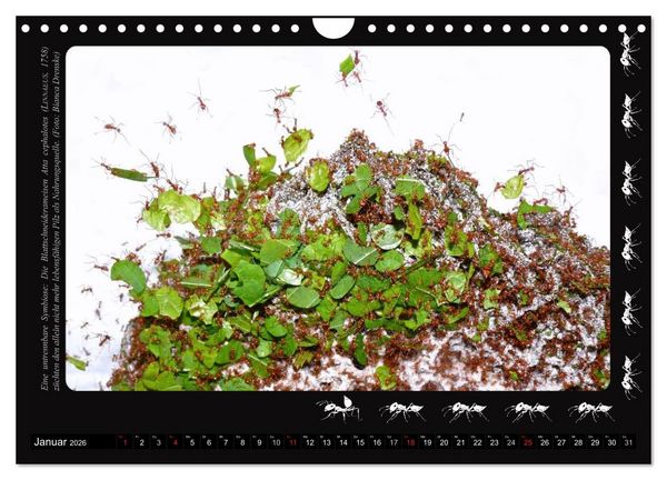 Produktbild: AntsNature - Faszination Ameisen (Wandkalender 2026 DIN A4 quer), CALVENDO Monatskalender