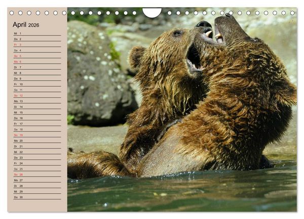 Produktbild: B&auml;ren. Unterwegs mit Meister Petz (Wandkalender 2026 DIN A4 quer), CALVENDO Monatskalender