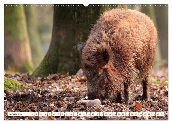 Produktbild: Wildschweine - Tiere aus unseren W&auml;ldern (hochwertiger Premium Wandkalender 2026 DIN A2 quer), Kunstdruck in Hochglanz