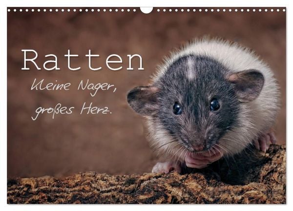 Produktbild: Ratten. Kleine Nager, gro&szlig;es Herz. (Wandkalender 2026 DIN A3 quer), CALVENDO Monatskalender