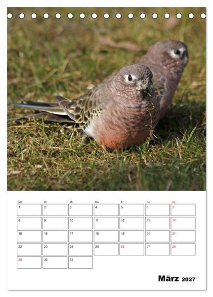 Produktbild: Papageien - Graupapagei, Rosella und Co. (Tischkalender 2027 DIN A5 hoch), CALVENDO Monatskalender