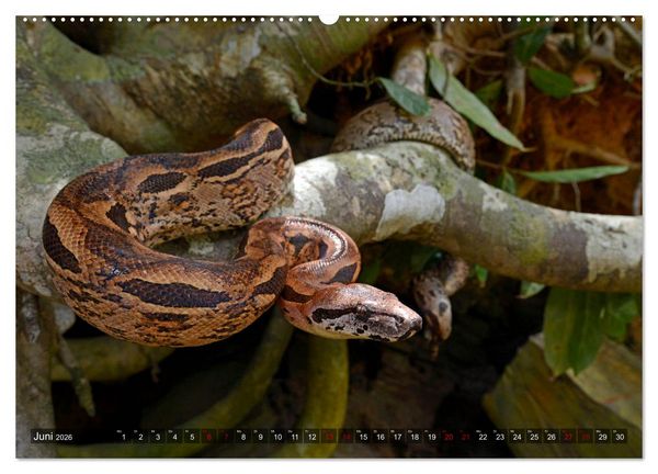 Produktbild: Reptilien auf Madagaskar (Wandkalender 2026 DIN A2 quer), CALVENDO Monatskalender