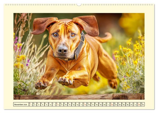 Produktbild: Rhodesian Ridgeback. Kraft und Sanftmut in vollkommener Balance (Wandkalender 2026 DIN A2 quer), CALVENDO Monatskalender