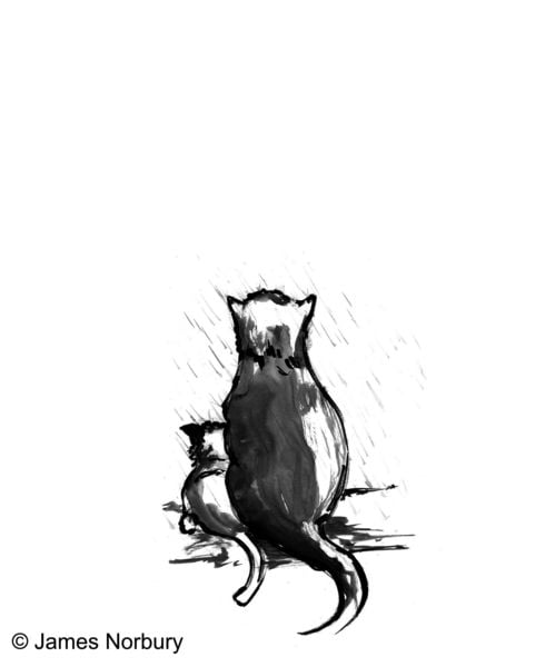 Produktbild: Die Katze, die nach Weisheit sucht