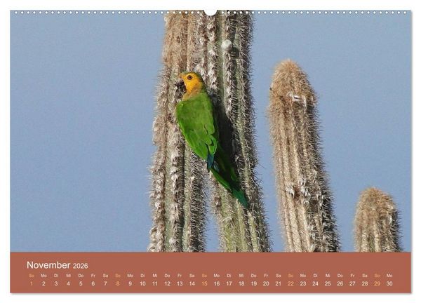 Produktbild: ABC: Aruba - Bonaire - Cura&ccedil;ao (Wandkalender 2026 DIN A2 quer), CALVENDO Monatskalender