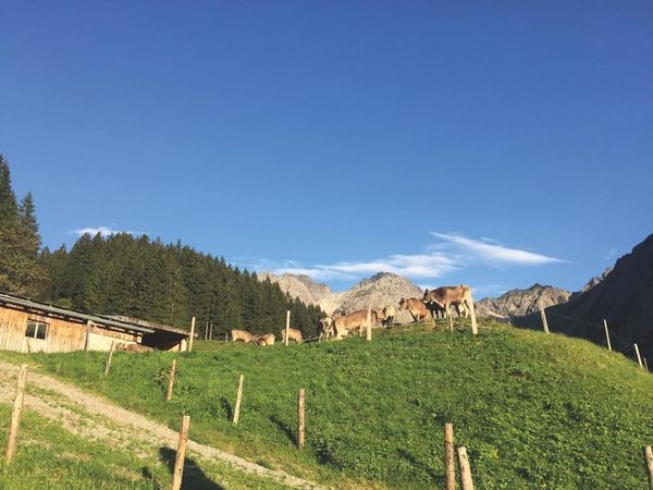 Sehnsuchtsküche Alm
