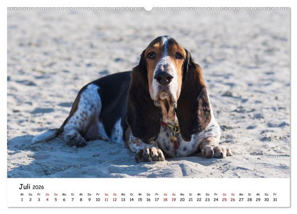 Produktbild: Strandurlaub mit Hund (Wandkalender 2026 DIN A2 quer), CALVENDO Monatskalender
