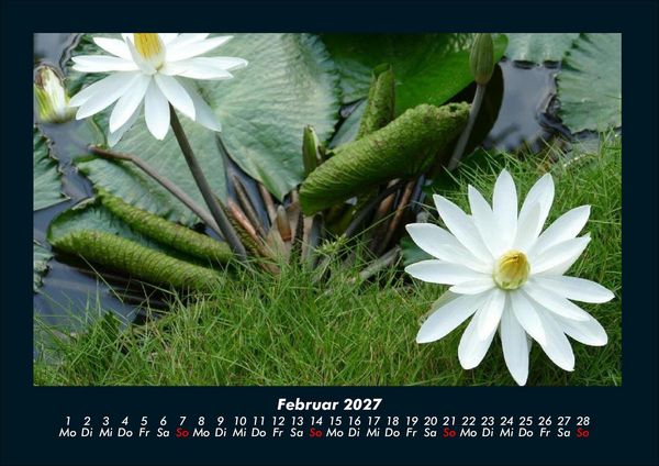 Produktbild: Rosen-Kalender 2027 Fotokalender DIN A4