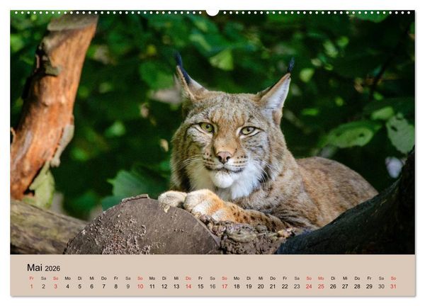 Produktbild: Der Luchs. Pinselohren und Bernsteinaugen (Wandkalender 2026 DIN A2 quer), CALVENDO Monatskalender