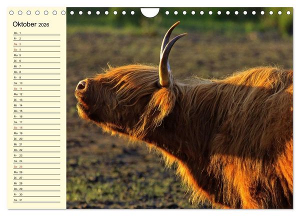 Produktbild: Schottische Hochlandrinder. Freundlich, sch&ouml;n und robust (Wandkalender 2026 DIN A4 quer), CALVENDO Monatskalender