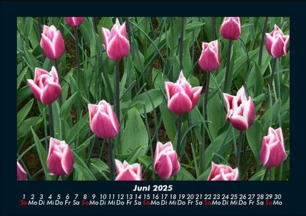 Produktbild: Blumentr&auml;ume 2025 Fotokalender DIN A5