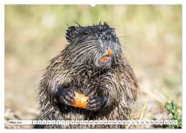 Produktbild: NUTRIA mit Nachwuchs (Wandkalender 2026 DIN A2 quer), CALVENDO Monatskalender