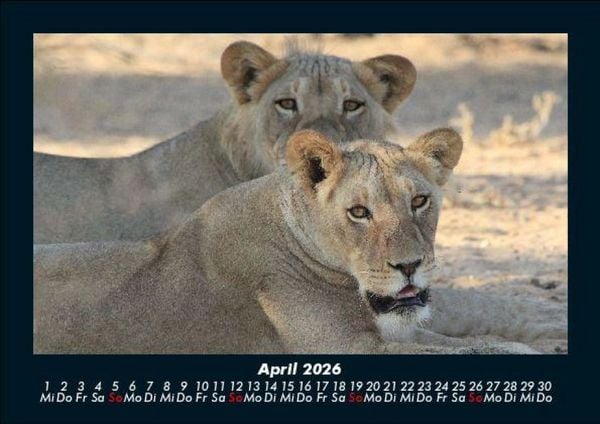 Produktbild: L&ouml;wen in der Wildnis 2026 Fotokalender DIN A5