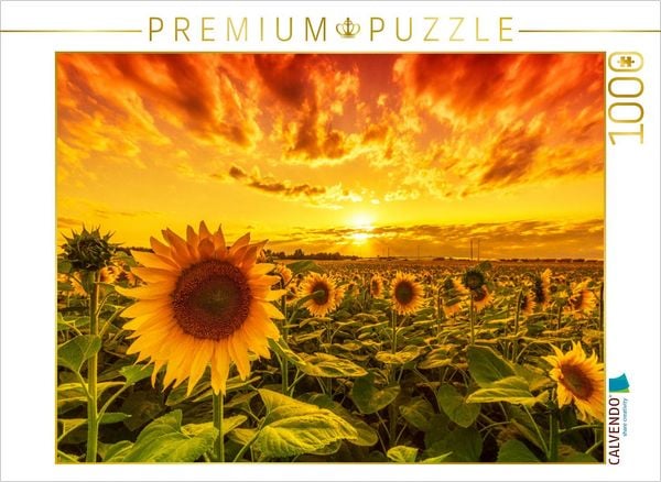 Produktbild: CALVENDO Puzzle Sonnenblumenfeld in Reform | 1000 Teile Lege-Gr&ouml;&szlig;e 64x48cm Foto-Puzzle f&uuml;r gl&uuml;ckliche Stunden