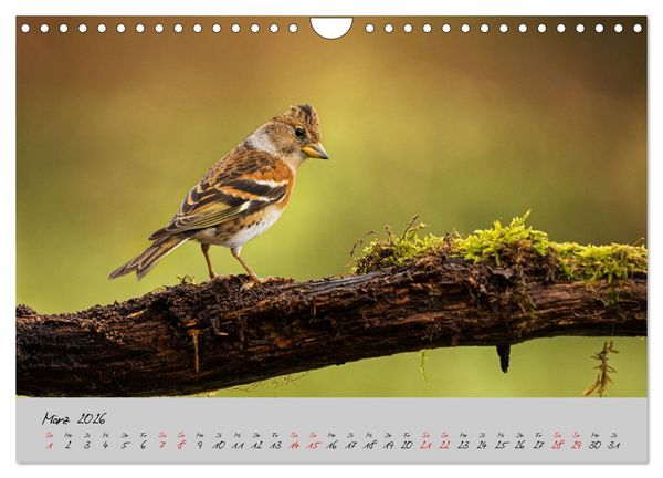 Produktbild: Bunte V&ouml;gel am Futterplatz (Wandkalender 2026 DIN A4 quer), CALVENDO Monatskalender