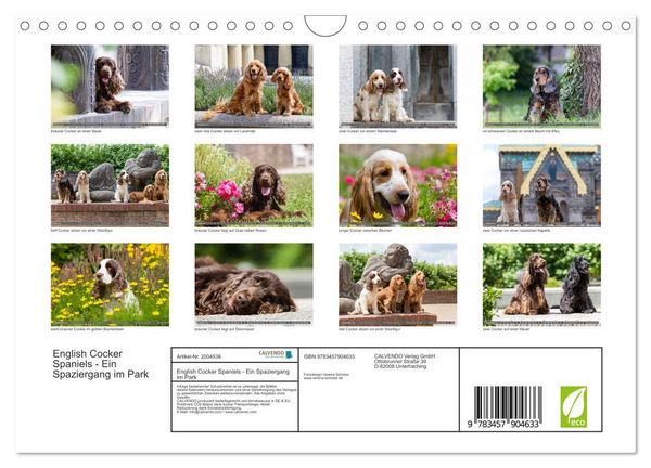 Produktbild: English Cocker Spaniels - Ein Spaziergang im Park (Wandkalender 2026 DIN A4 quer), CALVENDO Monatskalender