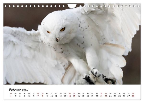 Produktbild: Eulen 2026 (Wandkalender 2026 DIN A4 quer), CALVENDO Monatskalender