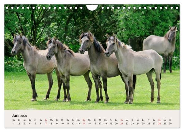 Produktbild: D&uuml;lmener Wildpferde (Wandkalender 2026 DIN A4 quer), CALVENDO Monatskalender