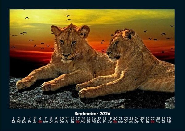 Produktbild: L&ouml;wen in der Wildnis 2026 Fotokalender DIN A4
