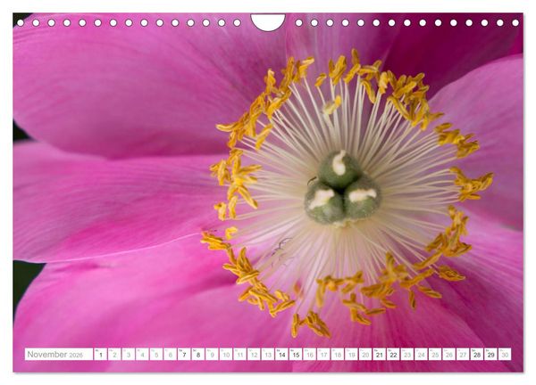 Produktbild: Pfingstrosentraum (Wandkalender 2026 DIN A4 quer), CALVENDO Monatskalender