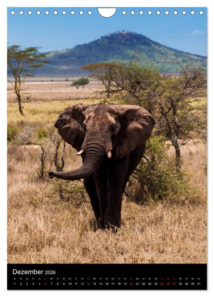 Produktbild: Wildes Afrika (Wandkalender 2026 DIN A4 hoch), CALVENDO Monatskalender