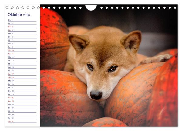 Produktbild: Japans Seelenhunde (Wandkalender 2026 DIN A4 quer), CALVENDO Monatskalender