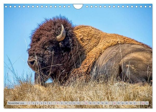 Produktbild: Bison und Wisent - Riesen mit unb&auml;ndiger Kraft (Wandkalender 2026 DIN A4 quer), CALVENDO Monatskalender