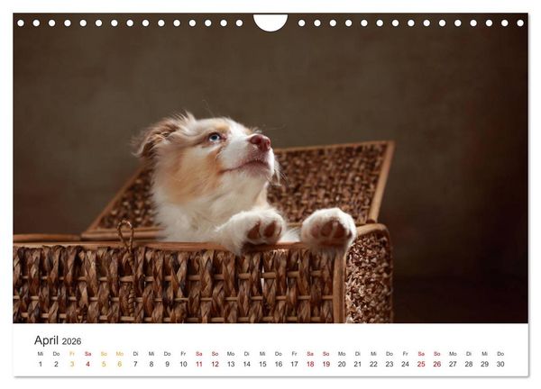 Produktbild: Welpenblicke (Wandkalender 2026 DIN A4 quer), CALVENDO Monatskalender