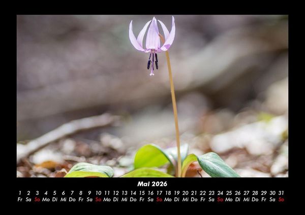 Produktbild: Blumenkalender 2026 Fotokalender DIN A3