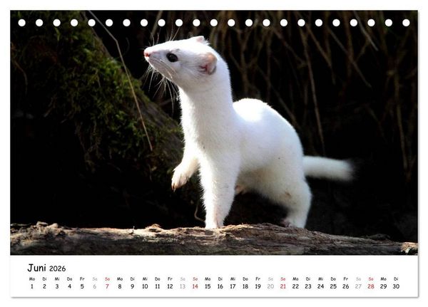 Produktbild: Hermelin - das wieselflinke Raubtier (Tischkalender 2026 DIN A5 quer), CALVENDO Monatskalender