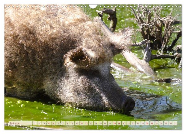 Produktbild: Tierische Schweinerei (Wandkalender 2026 DIN A3 quer), CALVENDO Monatskalender