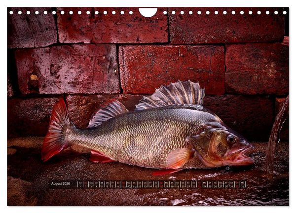 Produktbild: UNSER FISCH. S&Uuml;&szlig;WASSER. (Wandkalender 2026 DIN A4 quer), CALVENDO Monatskalender