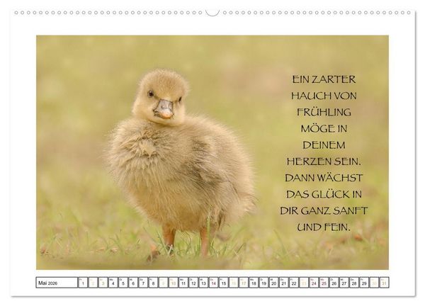 Produktbild: Spruch verliebt (hochwertiger Premium Wandkalender 2026 DIN A2 quer), Kunstdruck in Hochglanz