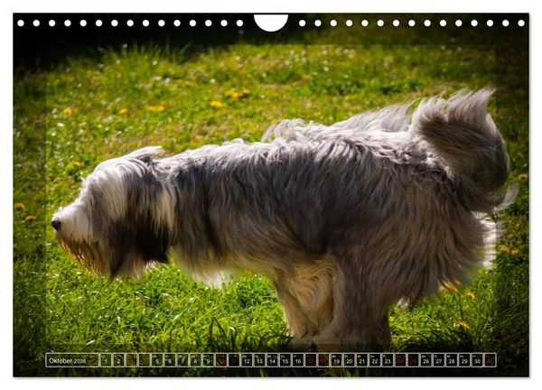 Produktbild: Bearded Collie, mein Freund (Wandkalender 2026 DIN A4 quer), CALVENDO Monatskalender