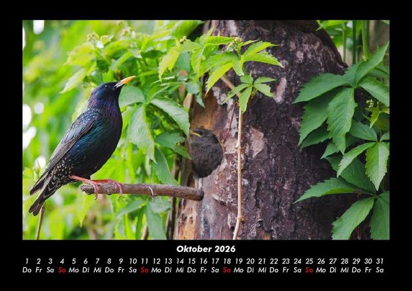 Produktbild: Vogelparadies 2026 Fotokalender DIN A3