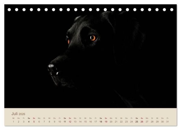 Produktbild: Labrador Retriever (Tischkalender 2026 DIN A5 quer), CALVENDO Monatskalender