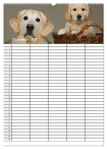 Produktbild: Familienplaner: Golden Retriever Welpen (Wandkalender 2027 DIN A2 hoch), CALVENDO Monatskalender