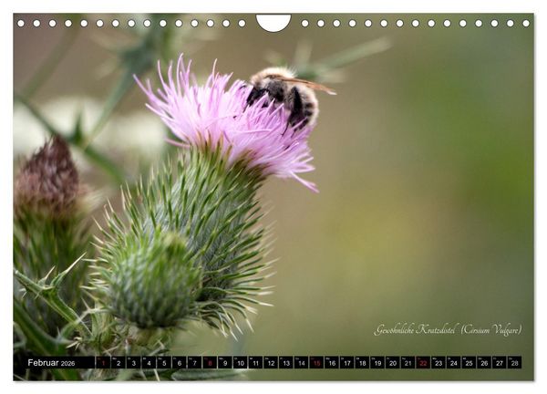 Produktbild: Zierbilder der Natur BLUMEN (Wandkalender 2026 DIN A4 quer), CALVENDO Monatskalender