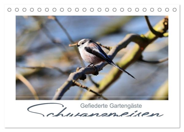 Produktbild: Gefiederte Garteng&auml;ste, Schwanzmeisen (Tischkalender 2026 DIN A5 quer), CALVENDO Monatskalender
