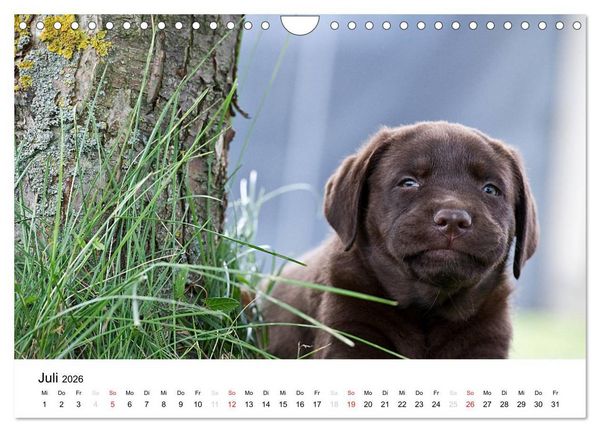 Produktbild: Labrador Welpen (Wandkalender 2026 DIN A4 quer), CALVENDO Monatskalender
