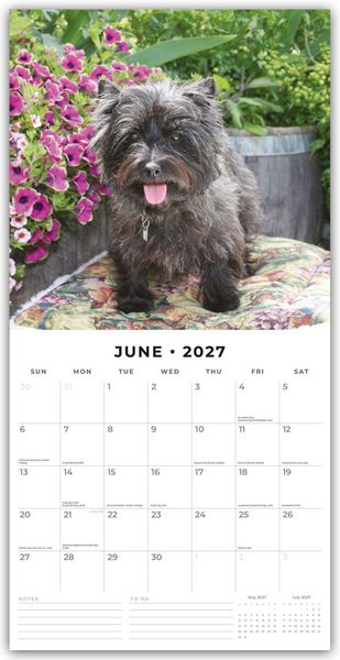 Produktbild: Cairn Terriers &ndash; Cairn Terrier 2027 &ndash; 16-Monatskalender