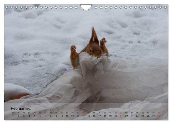 Produktbild: Spa&szlig; mit Eichh&ouml;rnchen! (Wandkalender 2027 DIN A4 quer), CALVENDO Monatskalender
