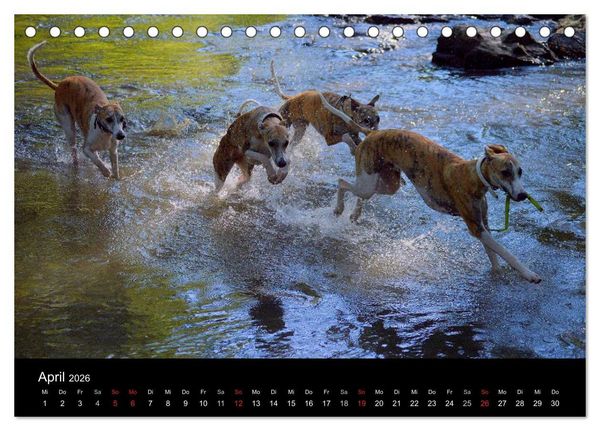 Produktbild: Whippets in Aktion (Tischkalender 2026 DIN A5 quer), CALVENDO Monatskalender