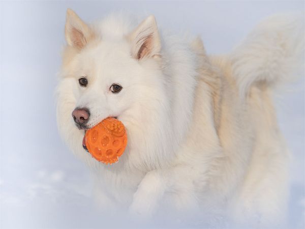 Produktbild: CALVENDO Puzzle Islandhund im Schnee | 1000 Teile Lege-Gr&ouml;&szlig;e 64 &times; 48 cm Foto-Puzzle f&uuml;r gl&uuml;ckliche Stunden