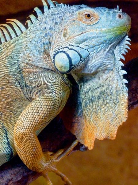 Produktbild: CALVENDO Puzzle Gr&uuml;ner Leguan | 1000 Teile Lege-Gr&ouml;&szlig;e 64x48cm Foto-Puzzle f&uuml;r gl&uuml;ckliche Stunden